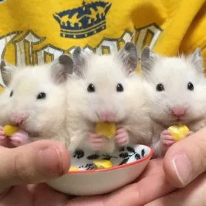 Hướng Dẫn Chi Tiết A-Z Về Quy Trình Nuôi Chuột Hamster Sinh Sản An Toàn