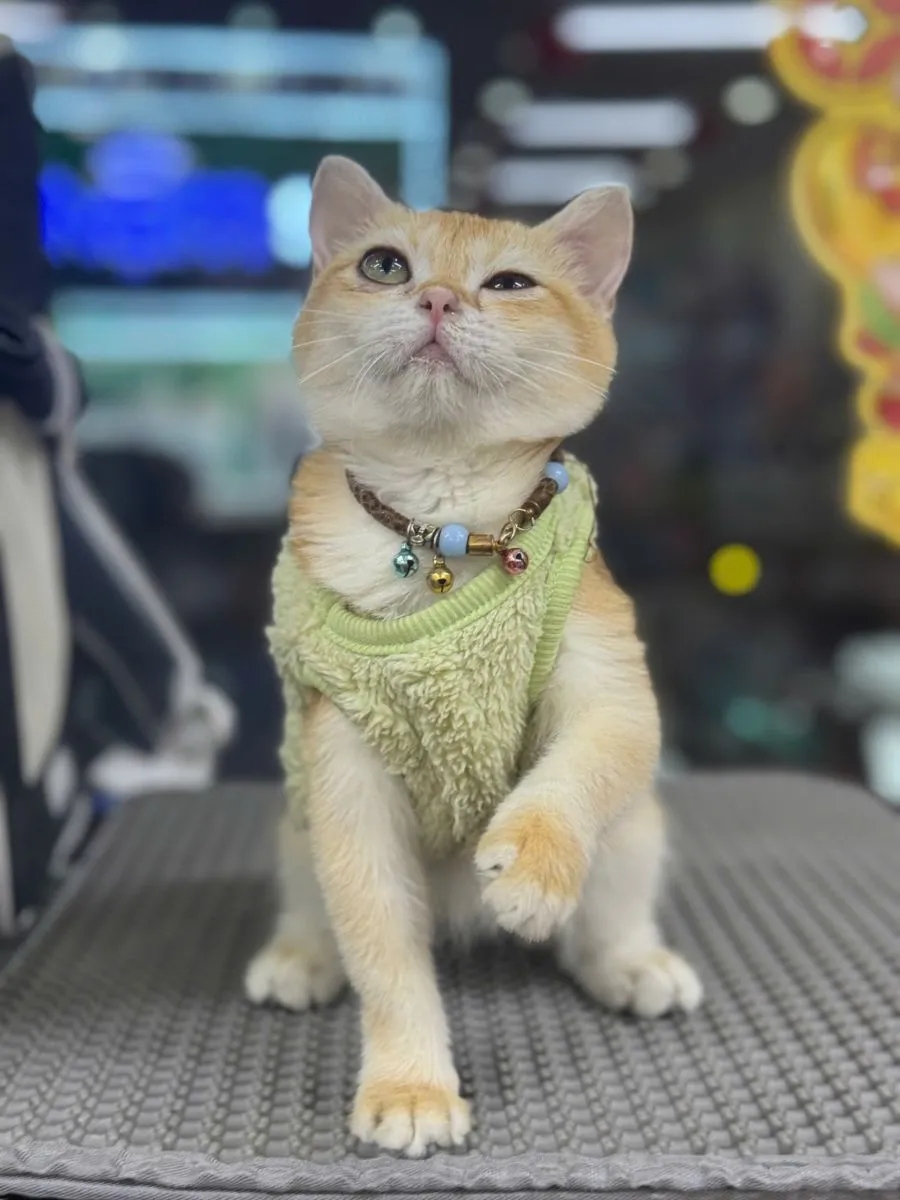 Cách Cắt Tỉa Lông Chó Poodle Tại Nhà Đẹp, An Toàn Và Chuẩn Chuyên Gia